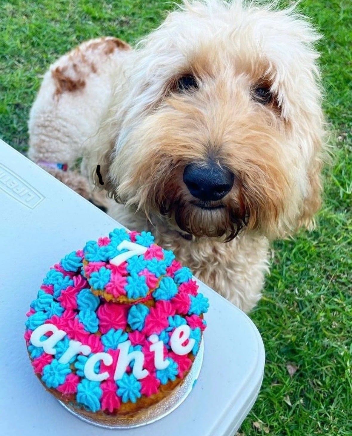 Small Celebration Cake The Perfect Treat for 1 or 2 Small Dogs Pupcakes by Fi